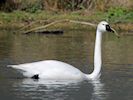 Whistling Swan (WWT Slimbridge March 2019) - pic by Nigel Key